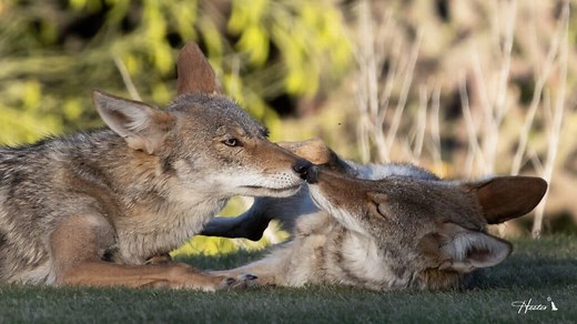 Coyote Profile - Project Coyote