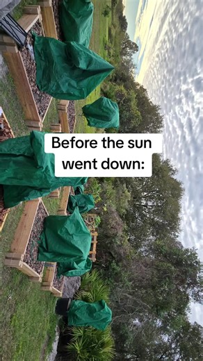 Gotta keep our key lime tree warm so we can make key lime pie! #gardening #gardener #gardeningtips #marriedlife #keylime