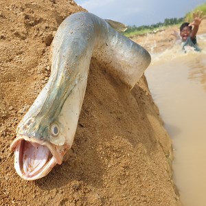 15M views · 98K reactions | Popular Viral Fishing Technique In River Secret Location Catching Big Mud Fish By Hand #fishing_video | Only Fishing | Facebook