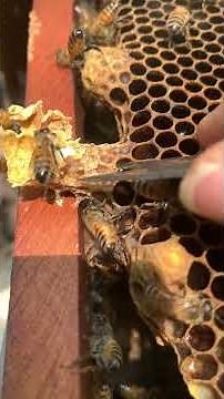 Queen Bee Management 🐝 | Strong Hive & Healthy Colony #Shorts