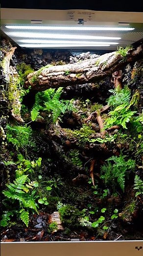 What do you think of the new vivarium? #bioactivevivarium #terrarium #vivarium #terrarium #reptiles