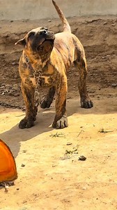 1.5M views · 47K reactions | Não tenha medo é só um filhote **"Help...