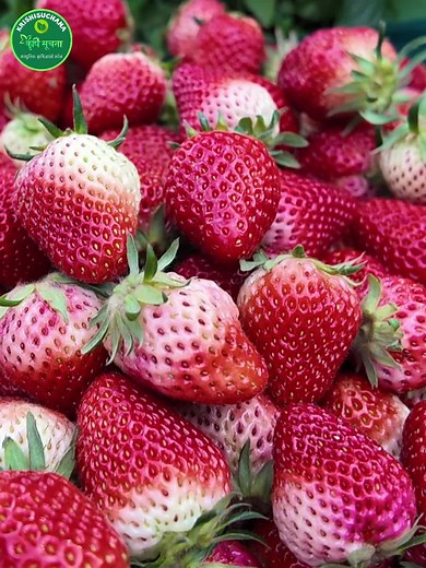 " Strawberry Farming " #krishisuchana #krishinews #agriculture #farmer...