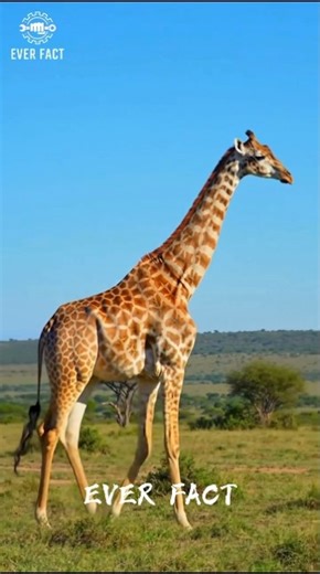 “Giraffe Never Sleeps Properly 😱” #animalfacts