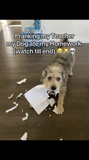 what does she mean? #teacher #dog #homework #school #college | pranks