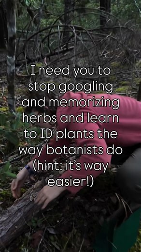Jasmine | Botanist 🌿Herbal Educator on Instagram: "Learn to identify plants like a botanist by…. Learning plant families! If you can recognize what family a plant you don’t know is in, you’ve narrowed it waaaay down and are 80% of the way there. For beginners, try learning these plant families first: 1. The rose family 🌹 Rosaceae 2. The mint family 🍃 Lamiaceae 3. The sunflower family 🌻 Asteraceae Wha questions do you have about learning your plant families?"