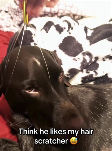 Why Dogs Love Massage Therapy