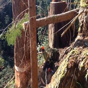 268K views · 1.7K reactions | Fastest Tree Cutting Skill | Mysterious Aliens | Facebook