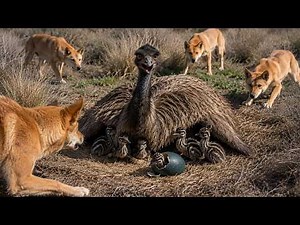 This Brave Emu Father Faces Dingoes to Protect His Chicks