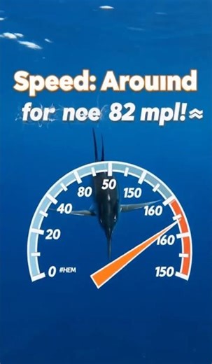 Fastest Fish in the Ocean? 🐟⚡ Sailfish Speed Shock! | Kids Ocean Facts