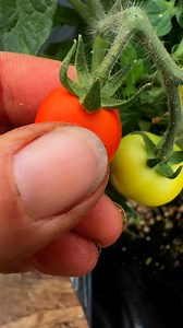 Harvesting tomatoes by feel #fairbanks #fairbanksalaska #kenai #kodiak #seward #alaskaseeds #homeralaska #anchorage #wasilla #alaskagrown #alaskalove #livingsoil #notill #ecofarm #ecofarming #regenerativeagriculture #notillgardening #notillfarming #regenerativefarming #companionplanting #companionplants #heirloomseeds #organicseeds #polyculture #alaskaliving #permaculturefarm #seedsandsoilfarm #permaculturefarming #anchoragealaska #palmeralaska | Seeds and Soil Farm, Alaska's Seed Company