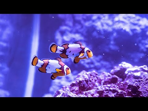 MY 29 Gallon Saltwater Reef Tank.. *YOU Should Get One!* (NEMO FISH + CORAL)