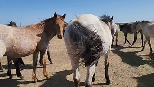 7.7K views · 174 reactions | Coming yearling colts and fillies www.mahorses.com | MA Quarter Horses | Facebook