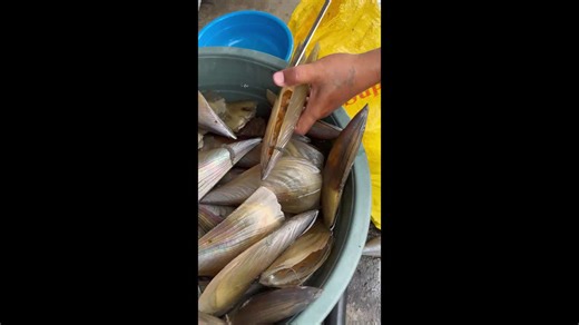 Fisherman pries open freshly harvested pen shells