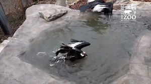 39K views · 1.9K reactions | Our Andean condor habitat got an upgrade and the condors are really enjoying their new heated pool! Among the largest flying birds in the world, the Andean condor relies on its huge wings—the largest wing area of any bird—and strong winds to stay aloft. While soaring overhead, the condor only flaps its wings about once an hour. It can spot a carcass from several miles away. | Cincinnati Zoo & Botanical Garden | Facebook