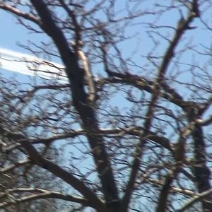 521K views · 8K reactions | What a sight! The Blue Angels and Thunderbirds flew over New York City to honor frontline workers. https://bit.ly/2xhL1Mx | WSFA-TV | Facebook