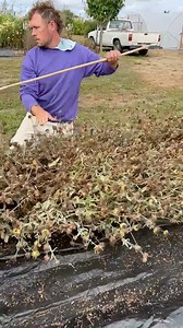 46K views · 1.2K reactions | Today Eric demonstrates how to harvest calendula on a small home scale and how we do it here on the farm by foot threshing. We love hearing your thoughts and questions, so if something doesn’t make sense feel free to ask. | Floret Flower Farm | Facebook