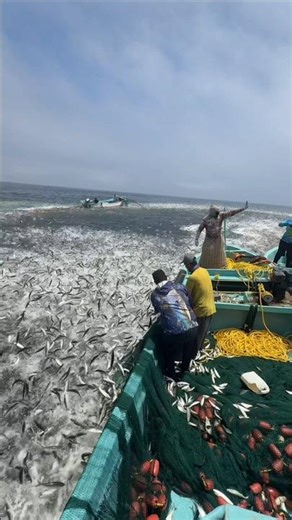 How do fishermen catch millions of fish? #shorts