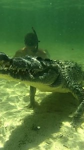 119K views · 1.2K reactions | Incredible Animals all around the World! #animals #nature #WildCharles | Wild Charles | Facebook