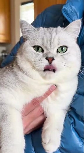Pill-Popper Hack for Cats! 🤯🤫 No Stress Pilling #Shorts #CatHealth