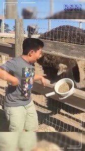 These animals understood the assignment… chaos and comedy only 🐾😂 #funnyanimals #funnyJobs #PetLife #AnimalMadness | Amazing Videos