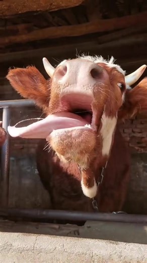 Capybara: The Essence of Peace and Love