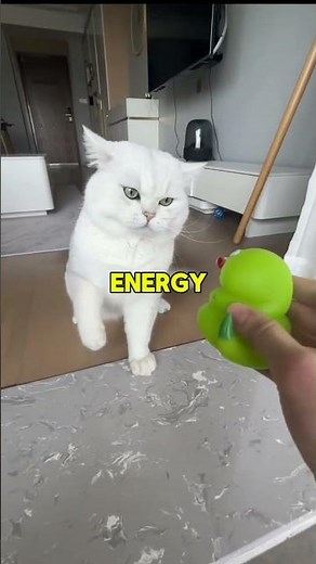 Male Cat vs Female Cat 🐱 Which Is Better?