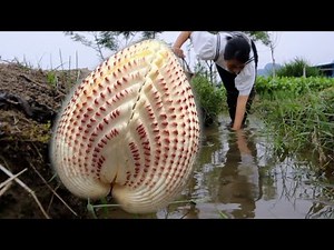 🎁🪓 Clam shell releases pearl: she opens the clam and the magical gemstone floods the world