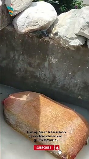 Cold Water Lime Pasteurization: Mushroom Cultivation #mushroomfarming