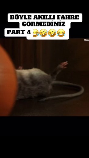 Funny Moments with a Playful Mouse: Part 4