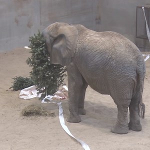 25K views · 1.6K reactions | Just an elephant and a tree  | Milwaukee County Zoo | Facebook