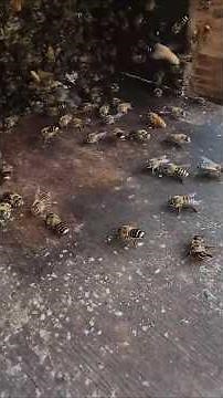 What Is the Tragic Fate of the Drones Kicked Out of the Hive?