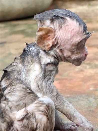 poor baby monkey | Funny Laugh