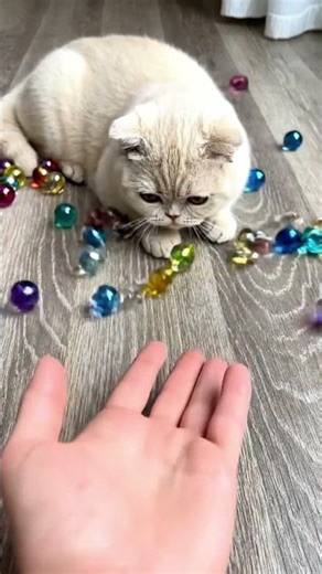 Reverse Magic! 😺 Watch This British Shorthair Cat Go Crazy 💛 #cat #shorts #viral #funny #cute