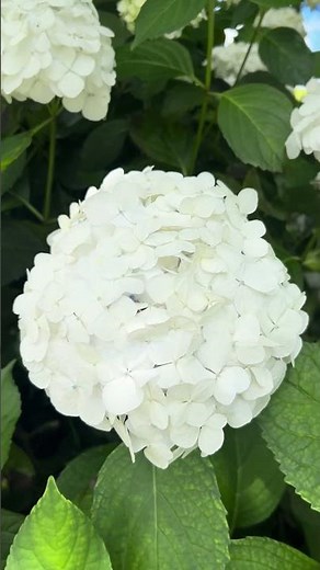 Hydrangea arborescens - Smooth hydrangea #nature #plants #flowers #naturebeauty #naturephotography