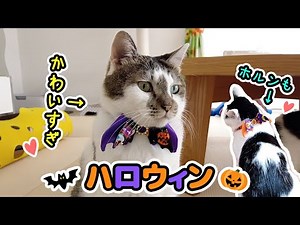 My cat's Halloween costume was too cute for the holiday.