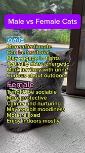 169K views · 753 reactions | Male vs female cats #cats | purrfectinfluencer | Facebook