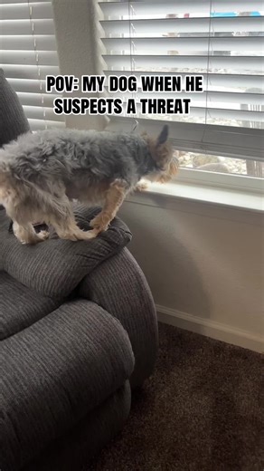 Spying on the cable man #spying #cable #dogsoftiktok #paratiiiiiiiiiiiiiiiiiiiiiiiiiiiiiii #suspect