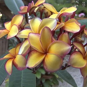 329K views · 19K reactions | BEAUTIFUL PLUMERIAS! In the heart of...