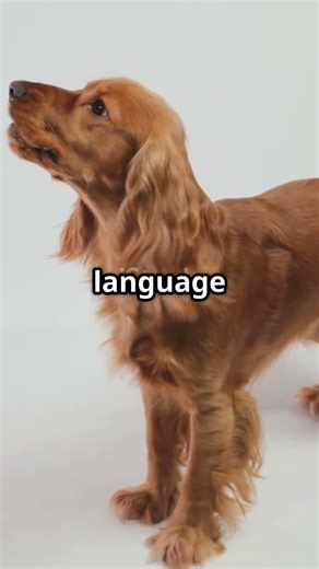 Dogs Learn Rules Without Being TAUGHT?