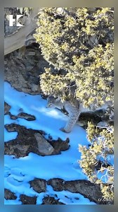 203K views · 10K reactions | Rare lynx sighting captured in snow-covered Qinghai. #wildlife #cats #nature #winter #snow #HKeye | HKeye | Facebook