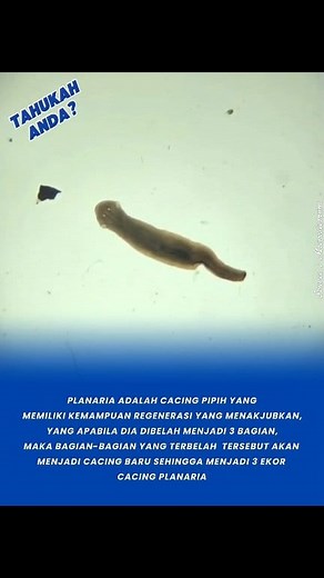 ‎Planaria adalah cacing pipih air tawar yang terkenal karena kemampuan regenerasinya yang luar biasa: jika tubuhnya terpotong menjadi beberapa bagian, masing-masing bagian dapat tumbuh kembali menjadi individu baru yang utuh. ‎ ‎Hewan kecil ini memiliki sistem saraf sederhana dengan sepasang bintik mata (ocelli) yang peka terhadap cahaya, meskipun tidak dapat membentuk gambar. ‎ ‎Planaria juga menunjukkan perilaku belajar yang sederhana, seperti mengenali rute menuju makanan, dan menariknya, seb
