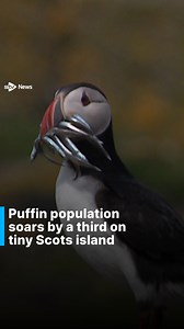 5.3K views · 70 reactions | It’s hatching time on the Isle of May and for puffin parents life just got extra busy. The island is full of little pufflings to feed and according to scientists their numbers have grown, with the colony now estimated to have around 52,000 breeding pairs. Read more on the STV News website. #puffins #isleofmay #scotland #scottishnews #nature #stv #stvnews | STV News | Facebook