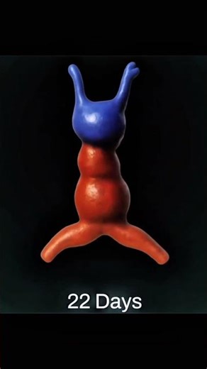 development of heart