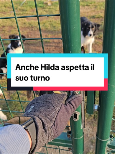 Hilda aspetta il suo turno con altri cani divertenti