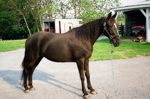 Tennessee Walking Horse: Origins, Coloring & Health Concerns