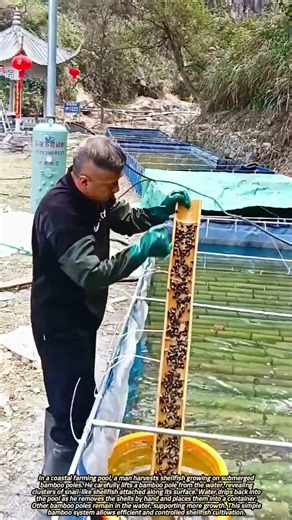 Man Harvesting Snail-Like Shellfish from Submerged Bamboo Poles
