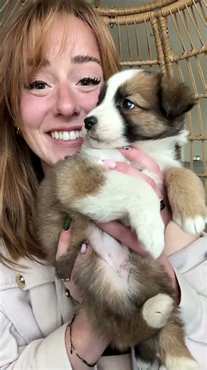 Puppies for Adoption – See Who Found Their New Home