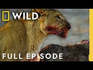 Survival at a Price (Full Episode) | Savage Kingdom Compilation | Nat Geo Animals