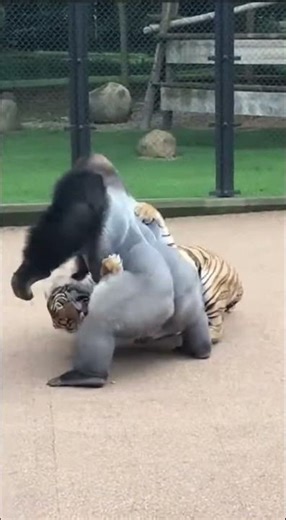 "Tiger Attacks Baby Monkey at Zoo - Mom's Incredible Save! 😱 #shorts"